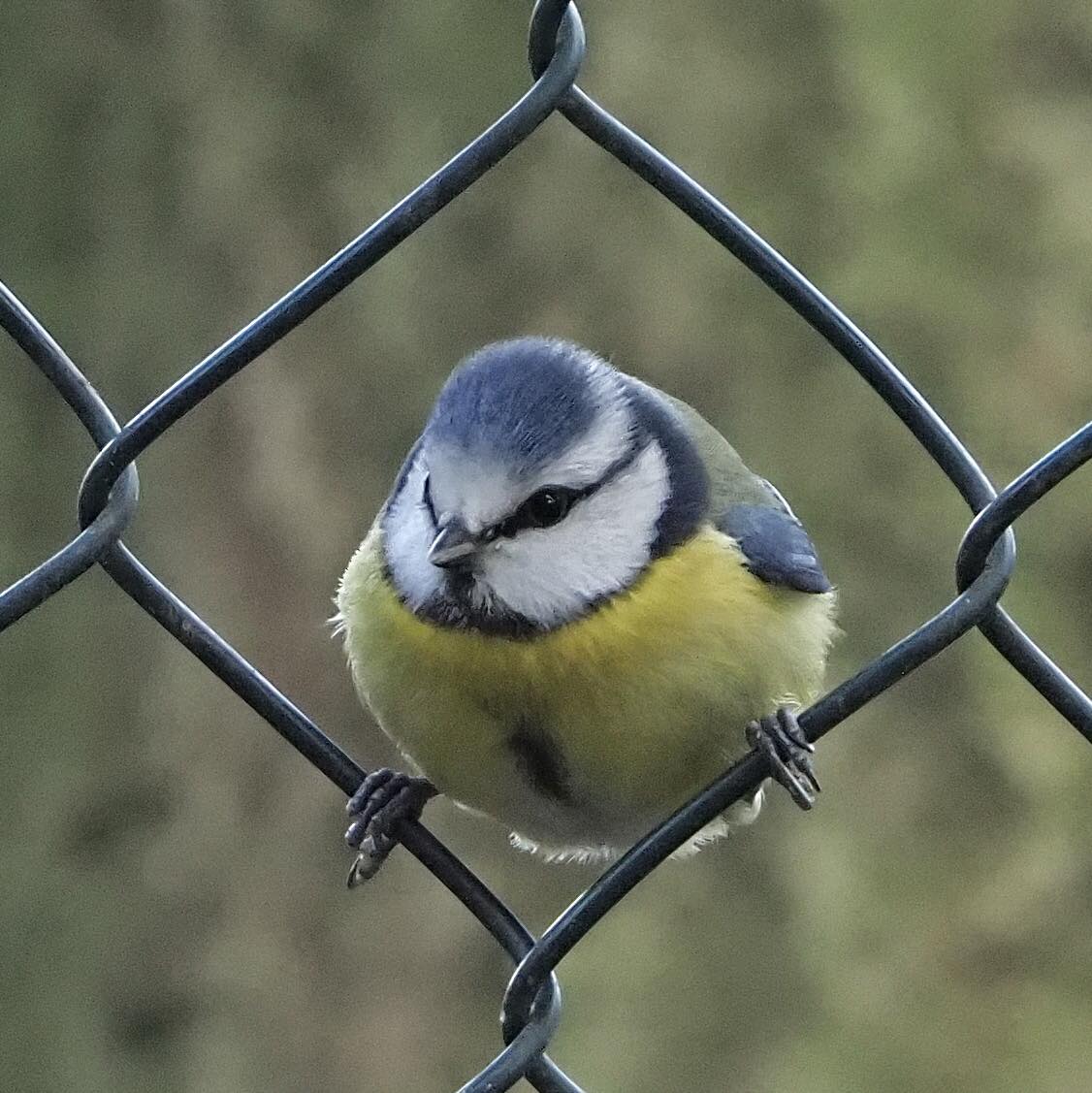 You know you have lived in Wakefield When.... | Spotted this bird at ...