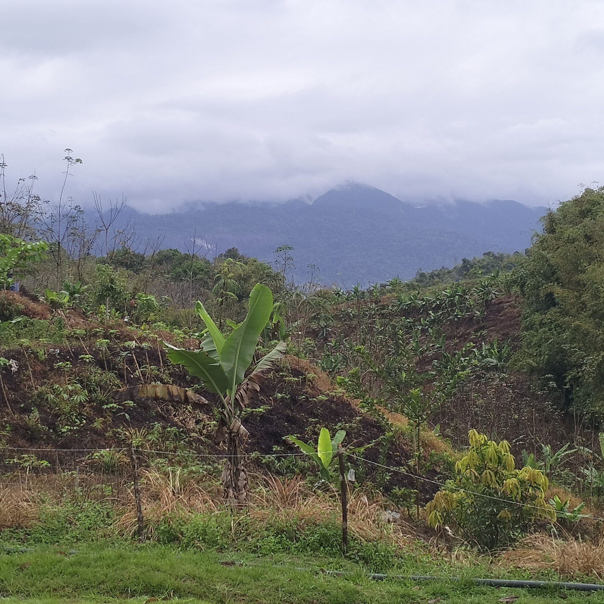 TRAIN TO DABONG | LIST KEDAI MAKAN BEST DABONG WAJIB CUBA | Facebook