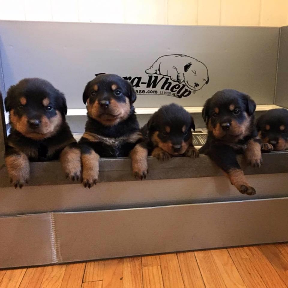 EM Rottweilers | Minneapolis MN