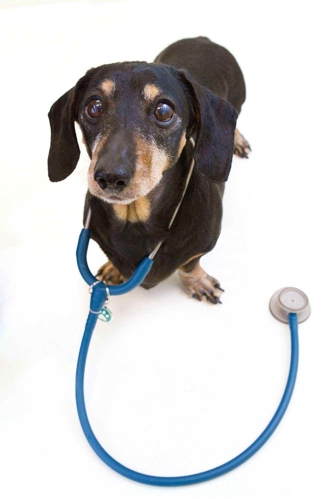 Lola’s dental day. Spend the day with Lola at Campbell & Galloway Vets ...