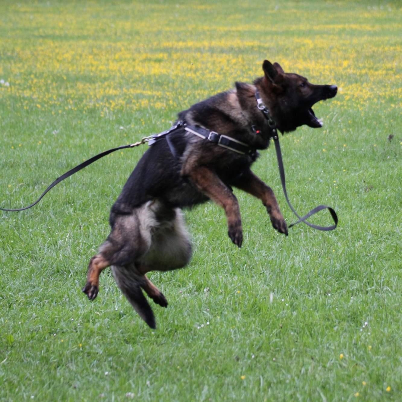 Three very important steps forward in Dre’s training today! Many 15 ...