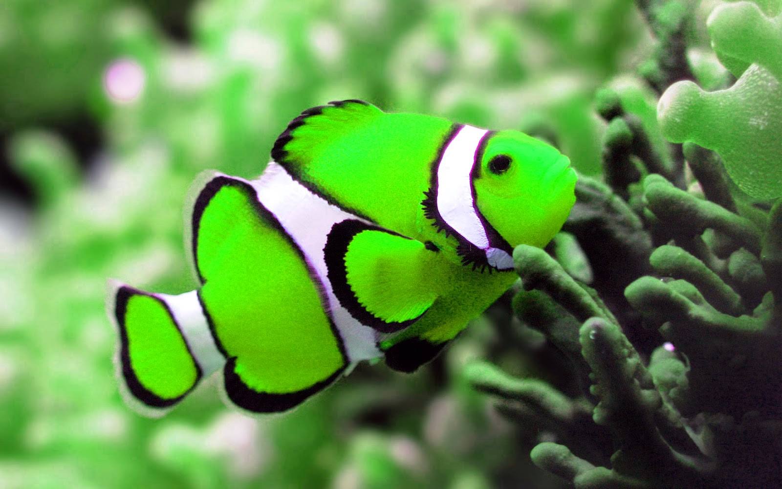 green fish