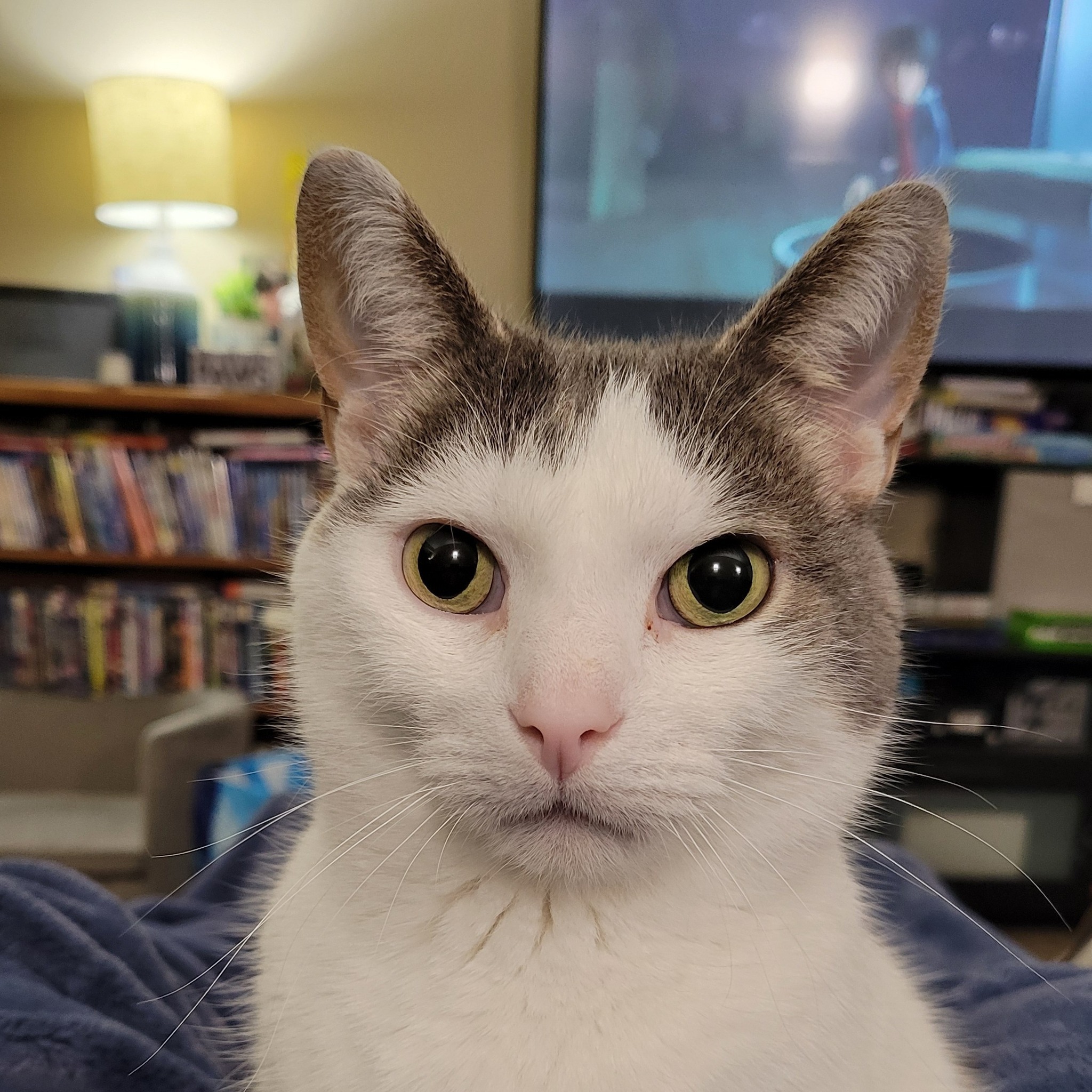 Ferb the Cat - Are you gonna play on your computer, mama?... | Facebook