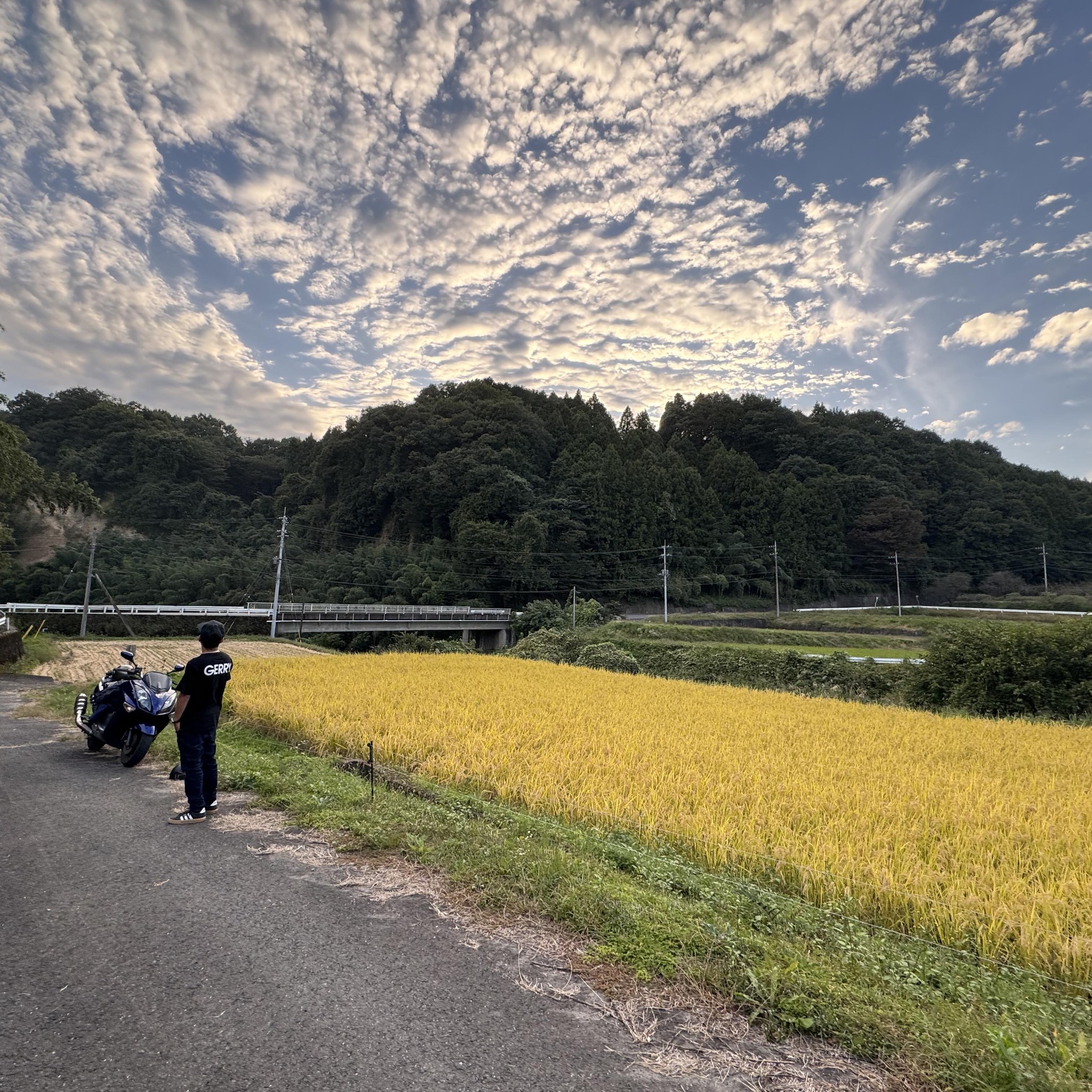 In-Depth - Australian scientists have discovered a new native bee ...