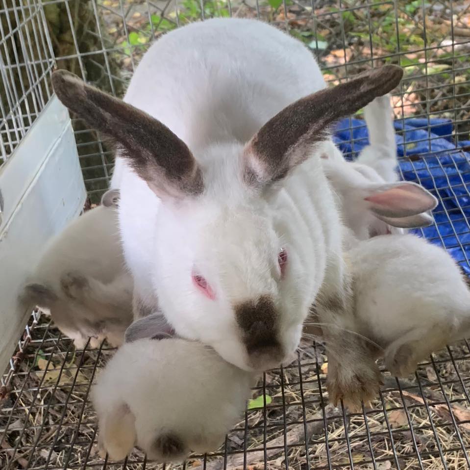 Romeros Rabbitry