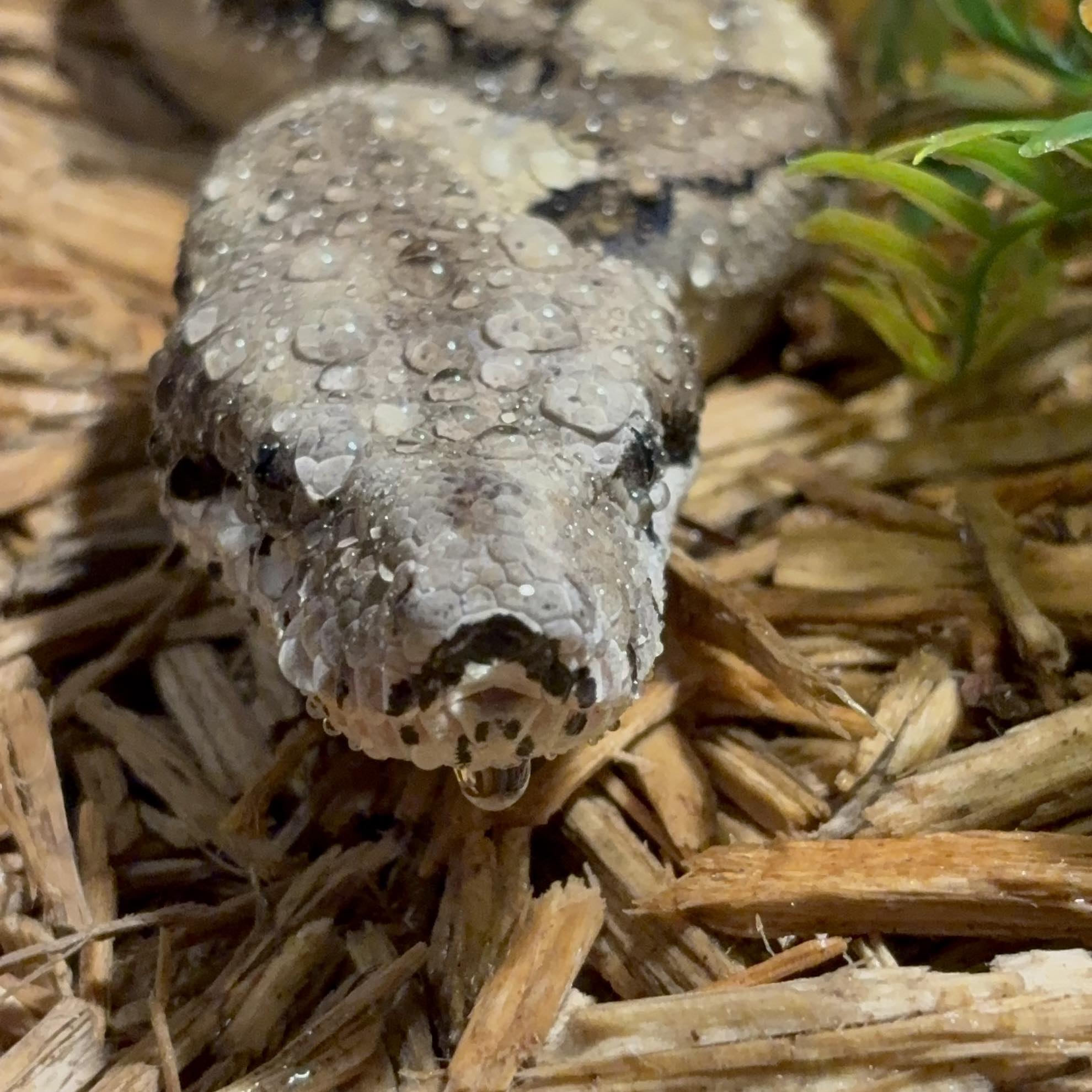 What's my crested gecko's morph? | What morph is this baby | Facebook