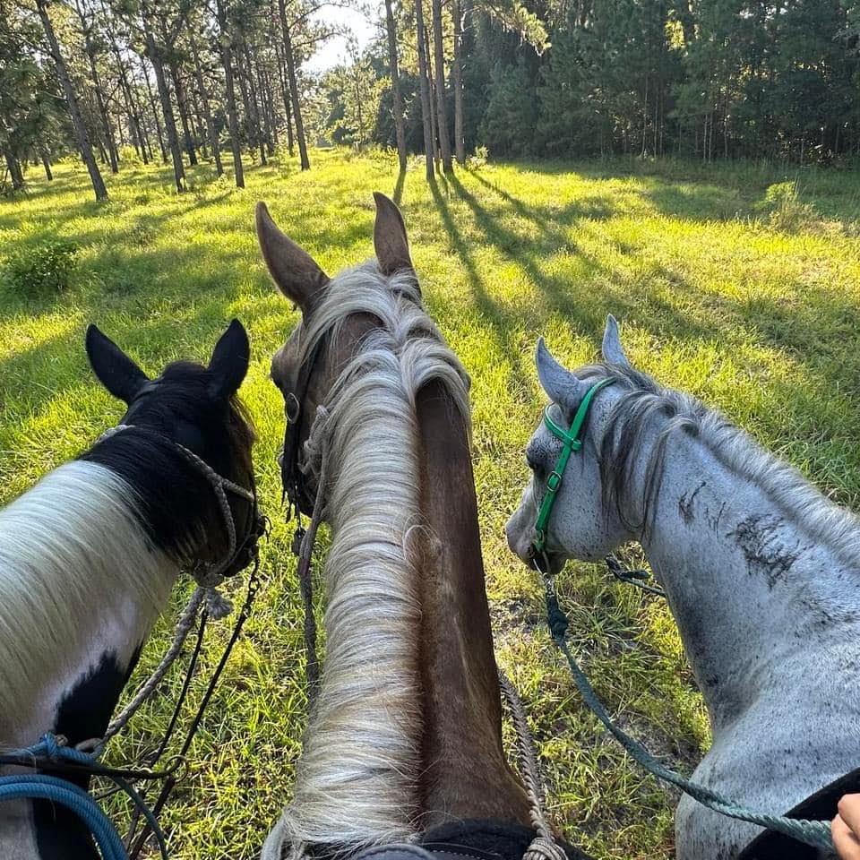 Trusty Steed Trail Rides | Ocala FL