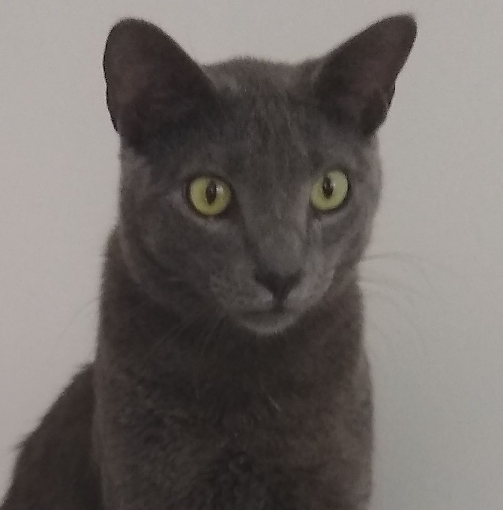 Peter Gray Cat