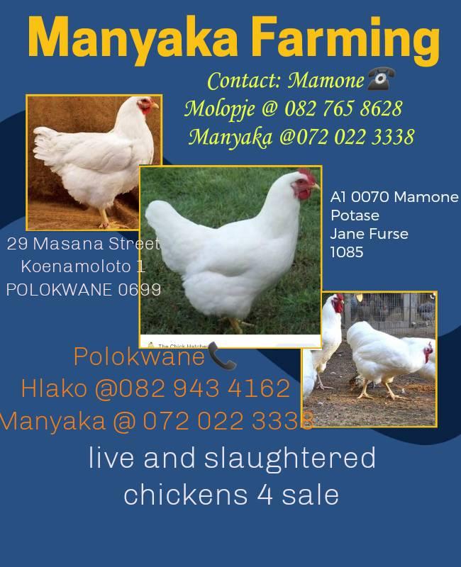 manyaka-farming-jane-furse