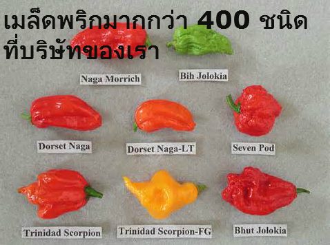 Chilli World - บริษัทปลูกพริกเดอะเวิลด์ | Bangkok