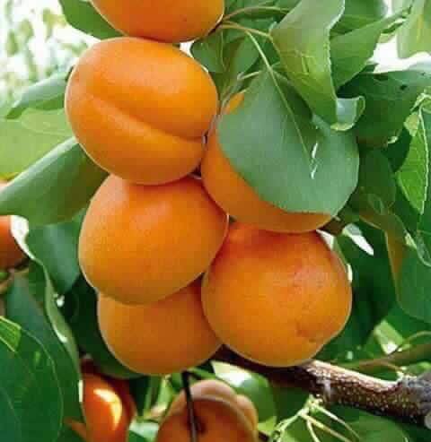 International 