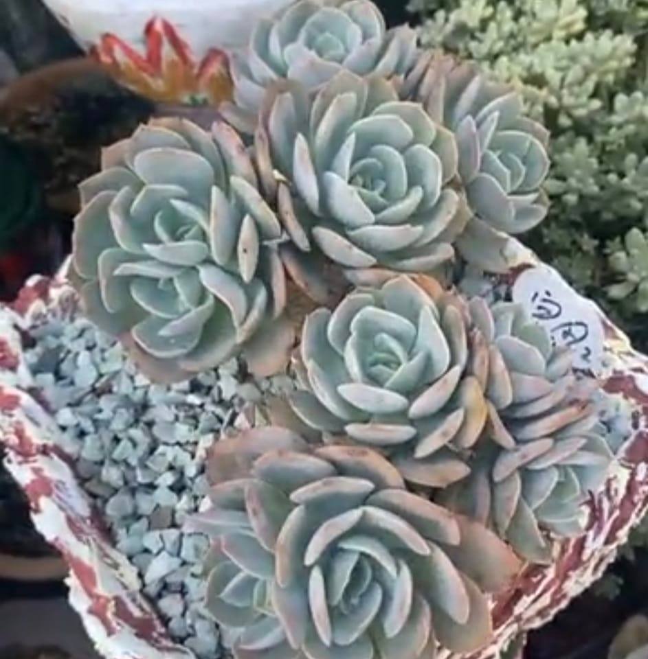 #唱游巴士 看了好开心😍😍 #成都 | MonkeyChannel 维哥