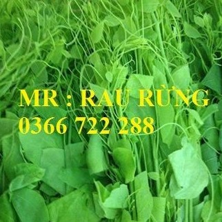 RAU RỪNG