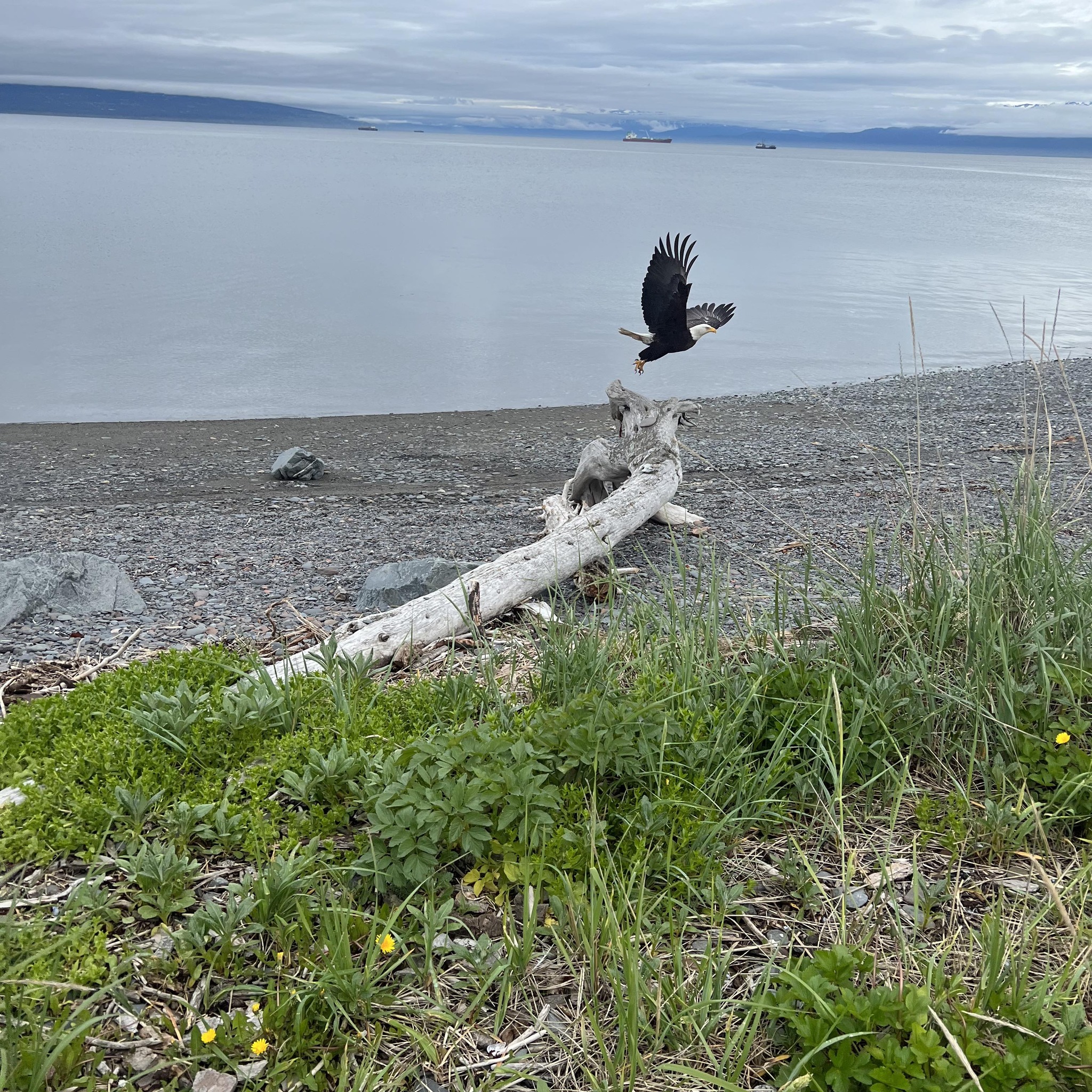 Kenai Peninsula Fishing Update - KPFU | What would be a good recipe to ...