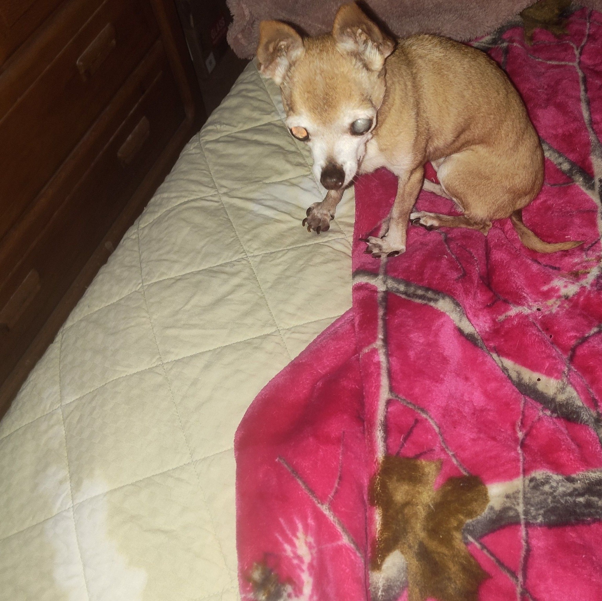 LOST and FOUND PETS in Pahrump Nevada | I just spotted a black Heeler ...