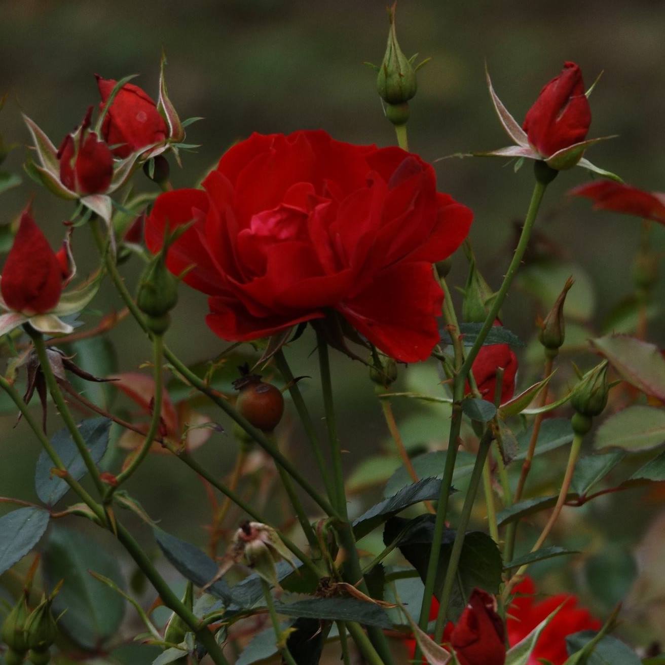 Sapphire Rose
