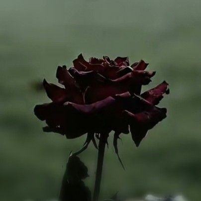 The purple flowers and grass sway naturally in the sea breeze, and the ...