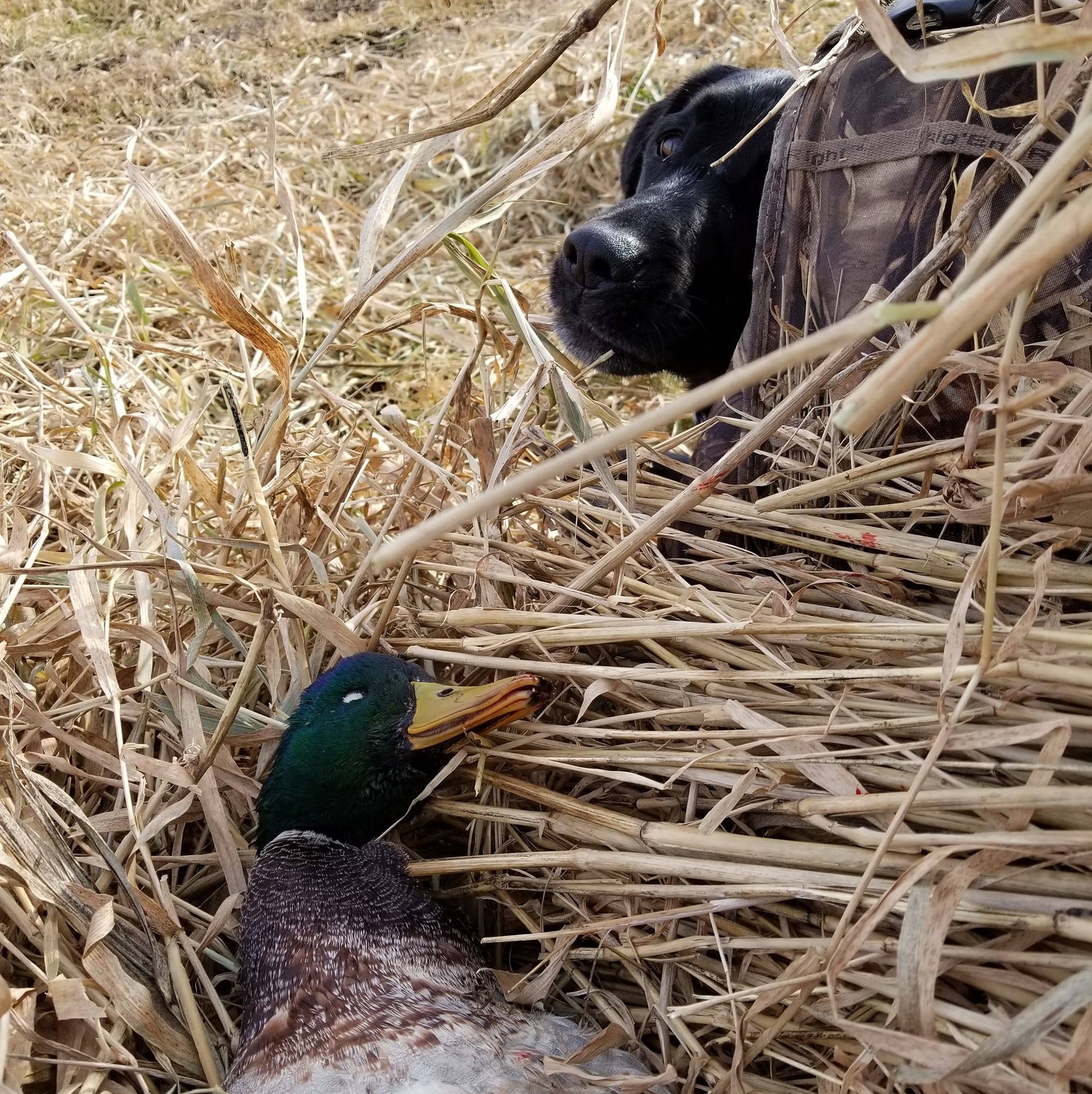 Midwest Waterfowl Flyway | Looking for a left handed, camo, 12 gauge ...