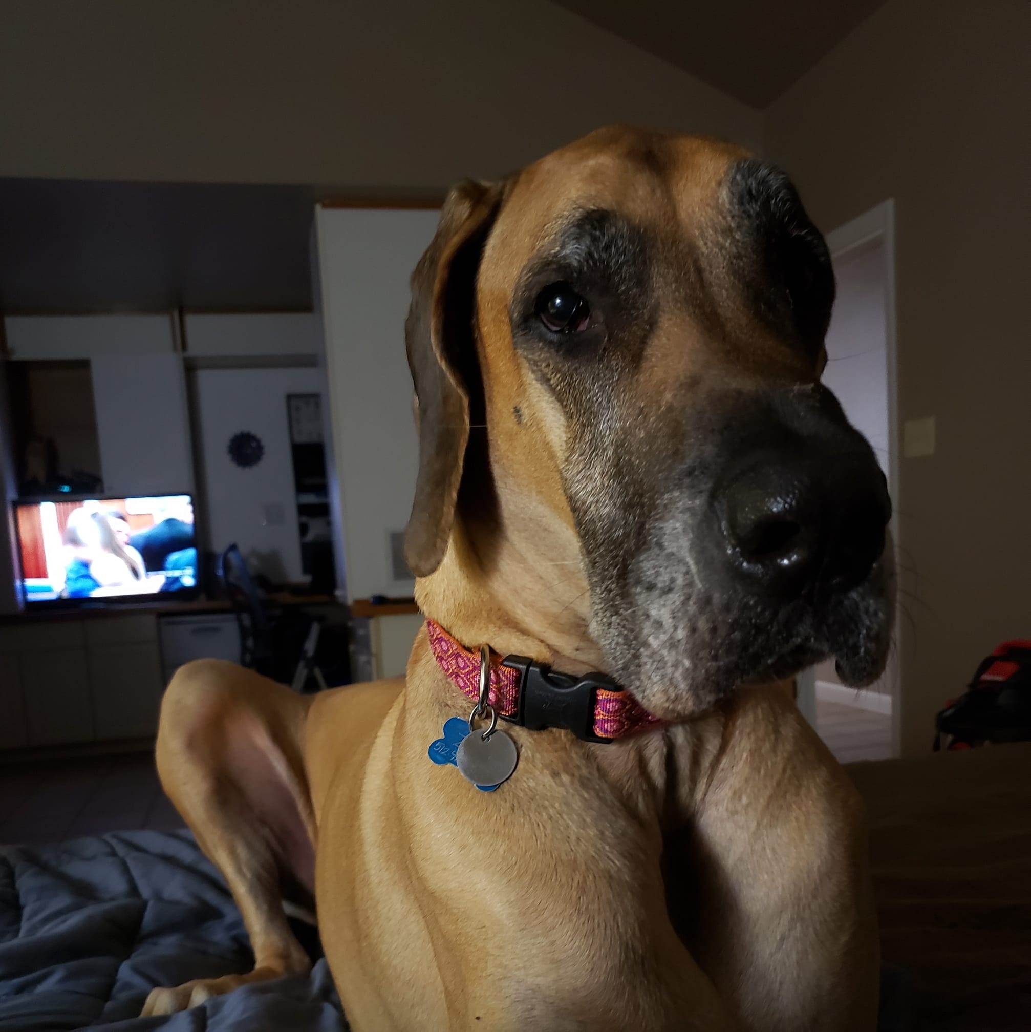 Great Dane Owners 🐾 | What food is everyone feeding their Danes | Facebook