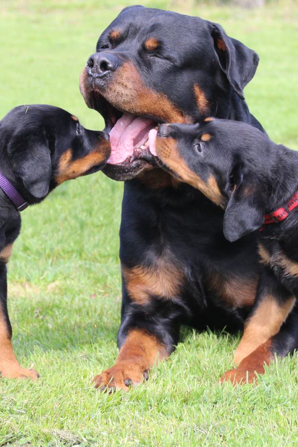 ADRK Rottweilerzwinger 