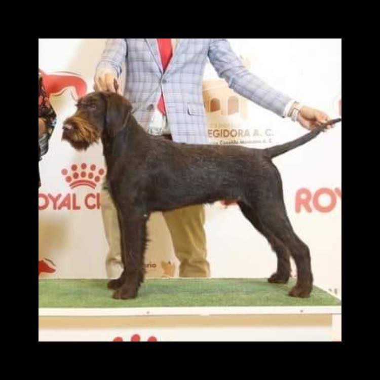 Braco Aleman o Pointer Alemanen PERU | Facebook