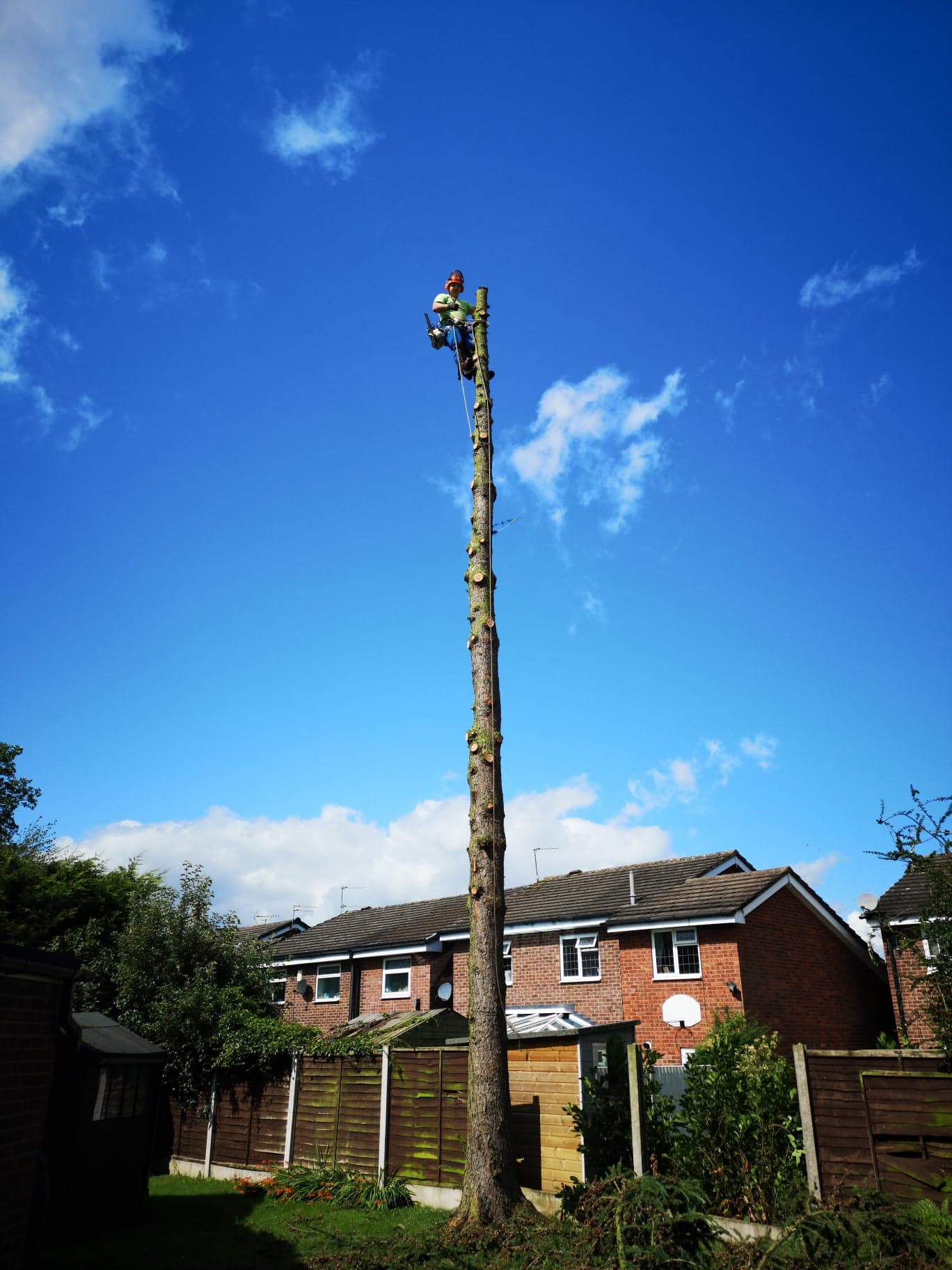 Stoke Trades People | I'm after a tree surgeon to completely remove the ...