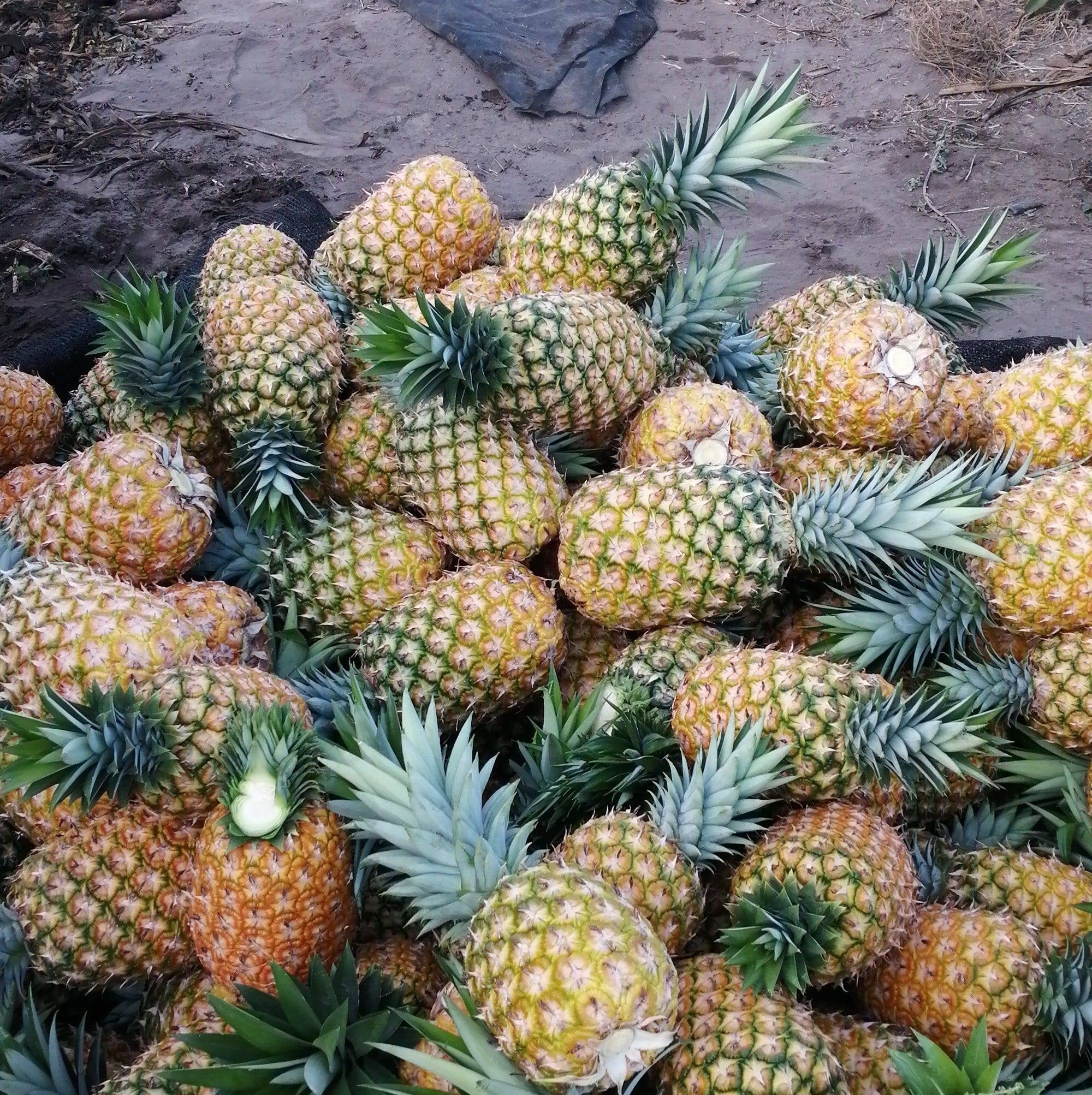 Piña miel de la mejor calidad | Colima
