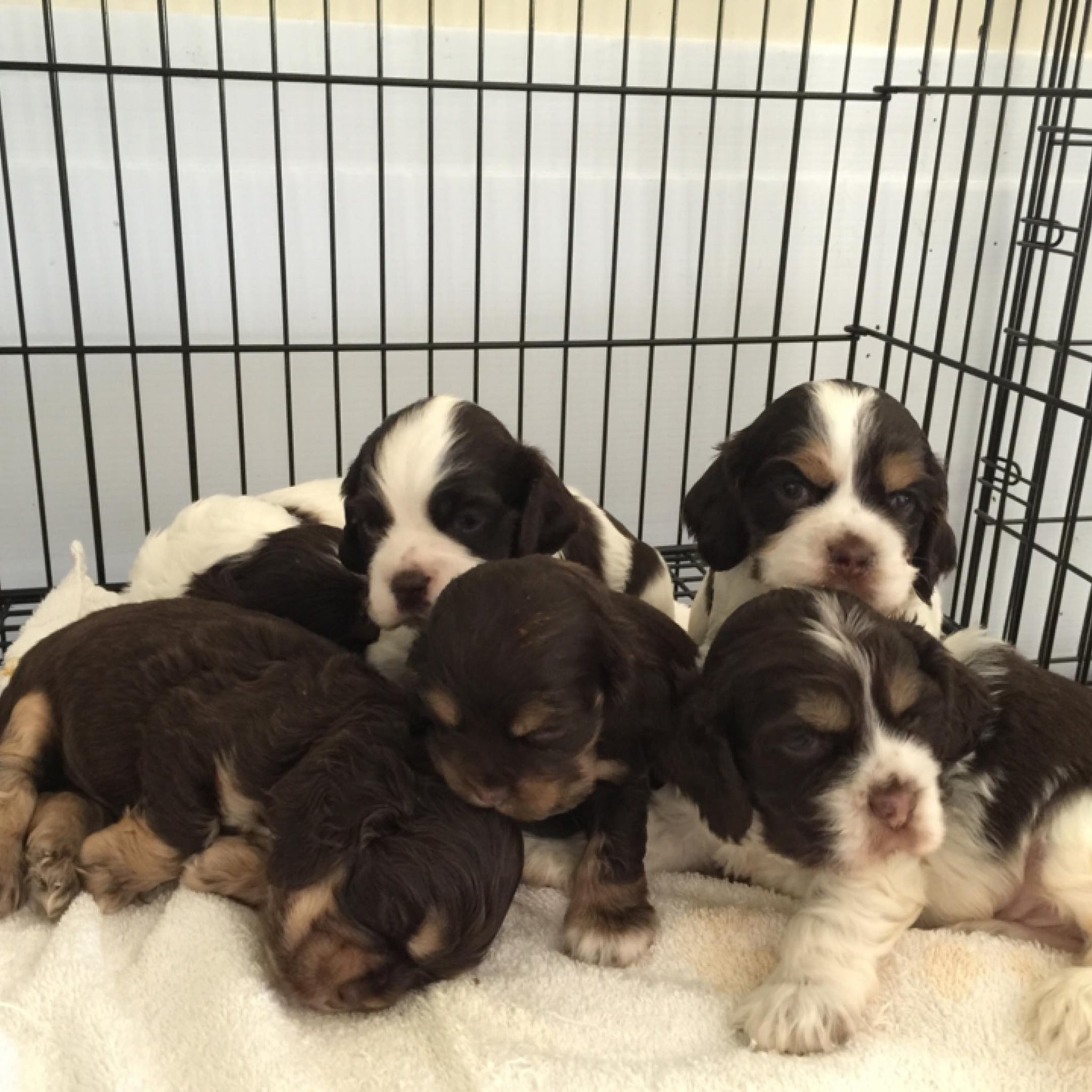 Southern Cocker Spaniels & Friends (MS, TN, AR, LA, AL, GA, FL) | ISO ...