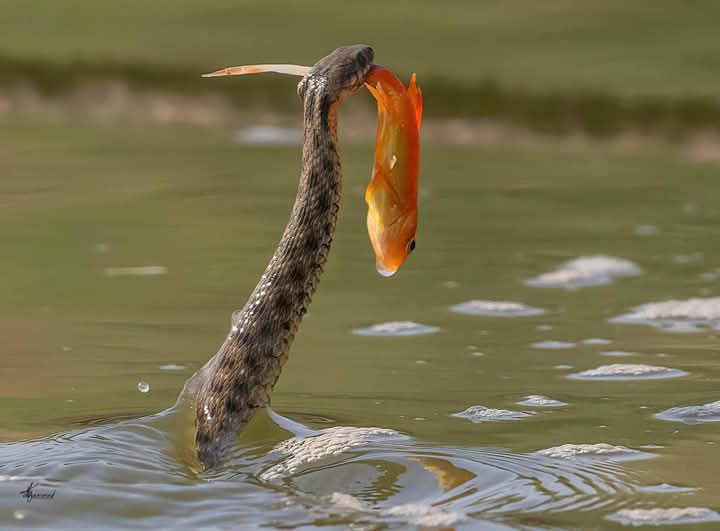 A water snake with 🐠📸 1/2500 f/6.3 iso800 Nikon z9
