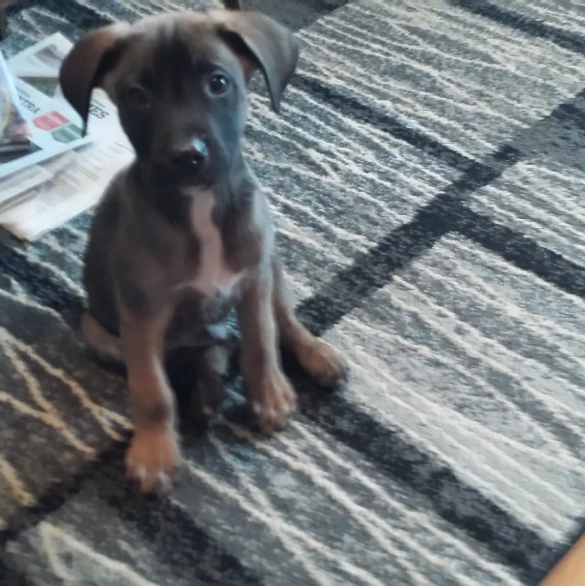 Lori Walz - My heart is breaking💔 My little Lyla crossed... | Facebook