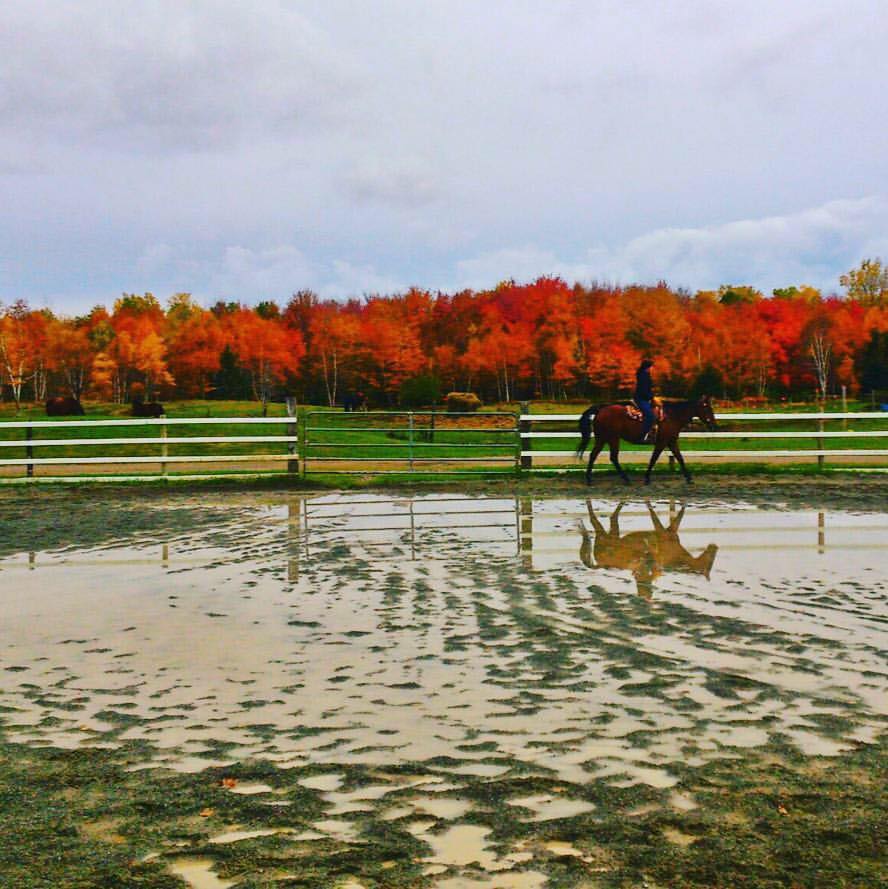 Sunrise Stable | North Sydney NS