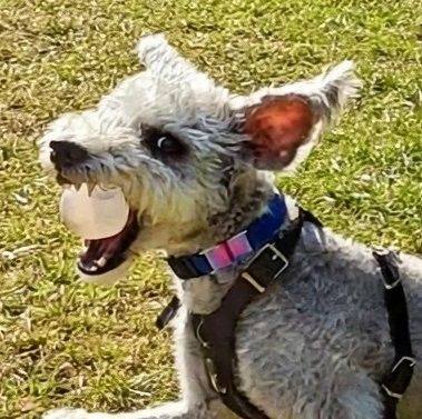 Curated visual reference: Why Do Dogs Eat Grass Last Your Pet Nutrition Photo Inspiration