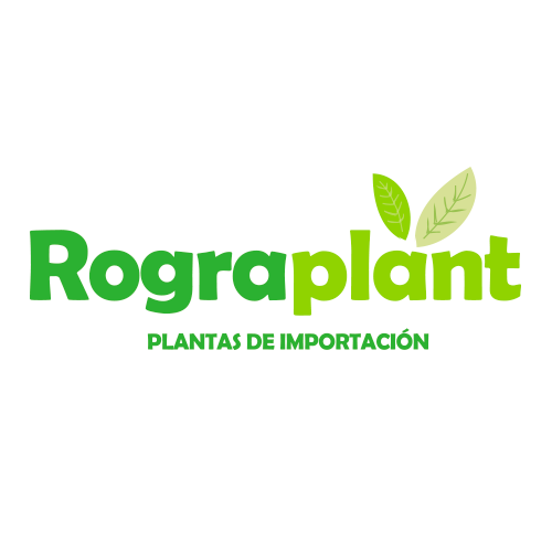 Rograplant | Valencia