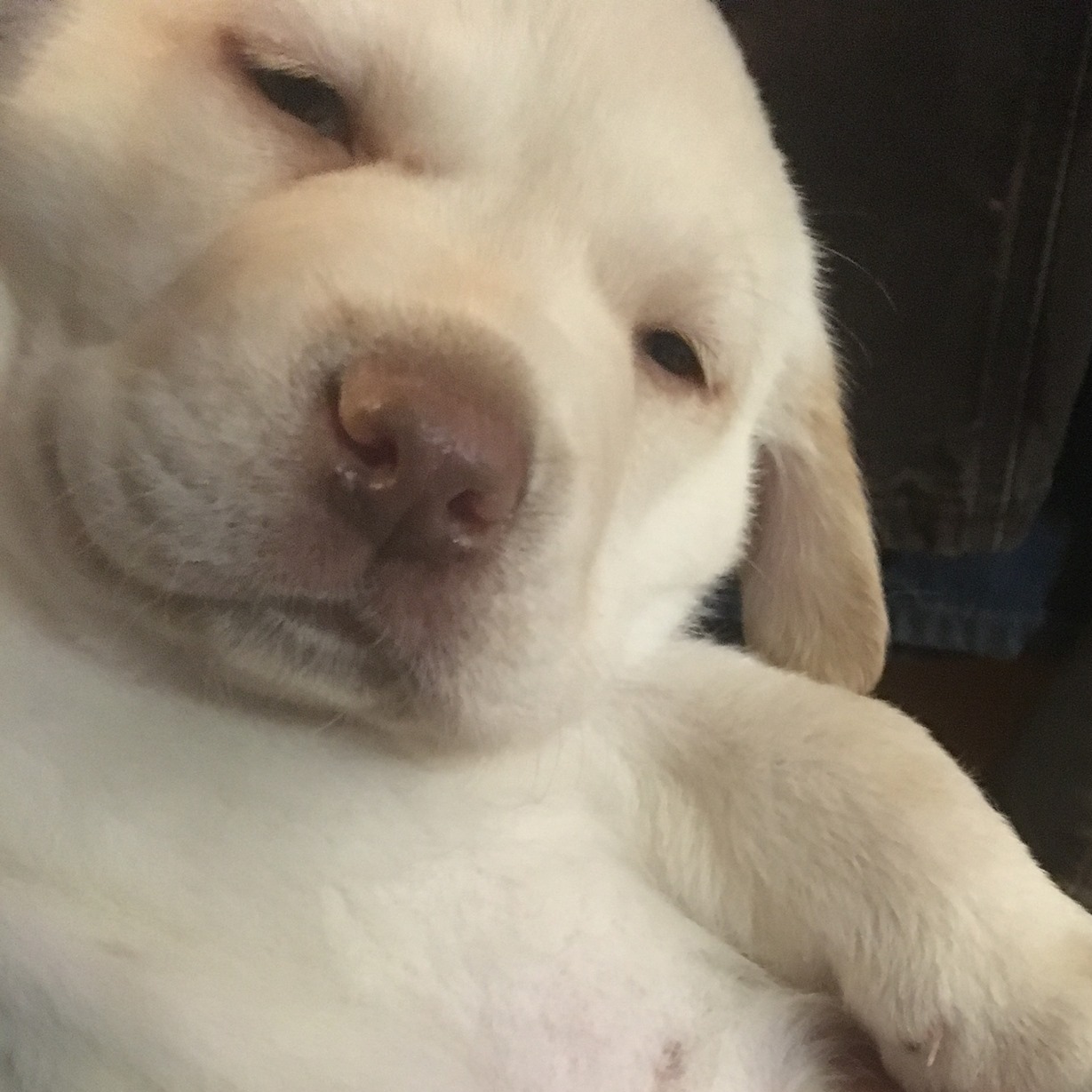 AKC English Labrador Country Kennel of Massachsettes Berkshires