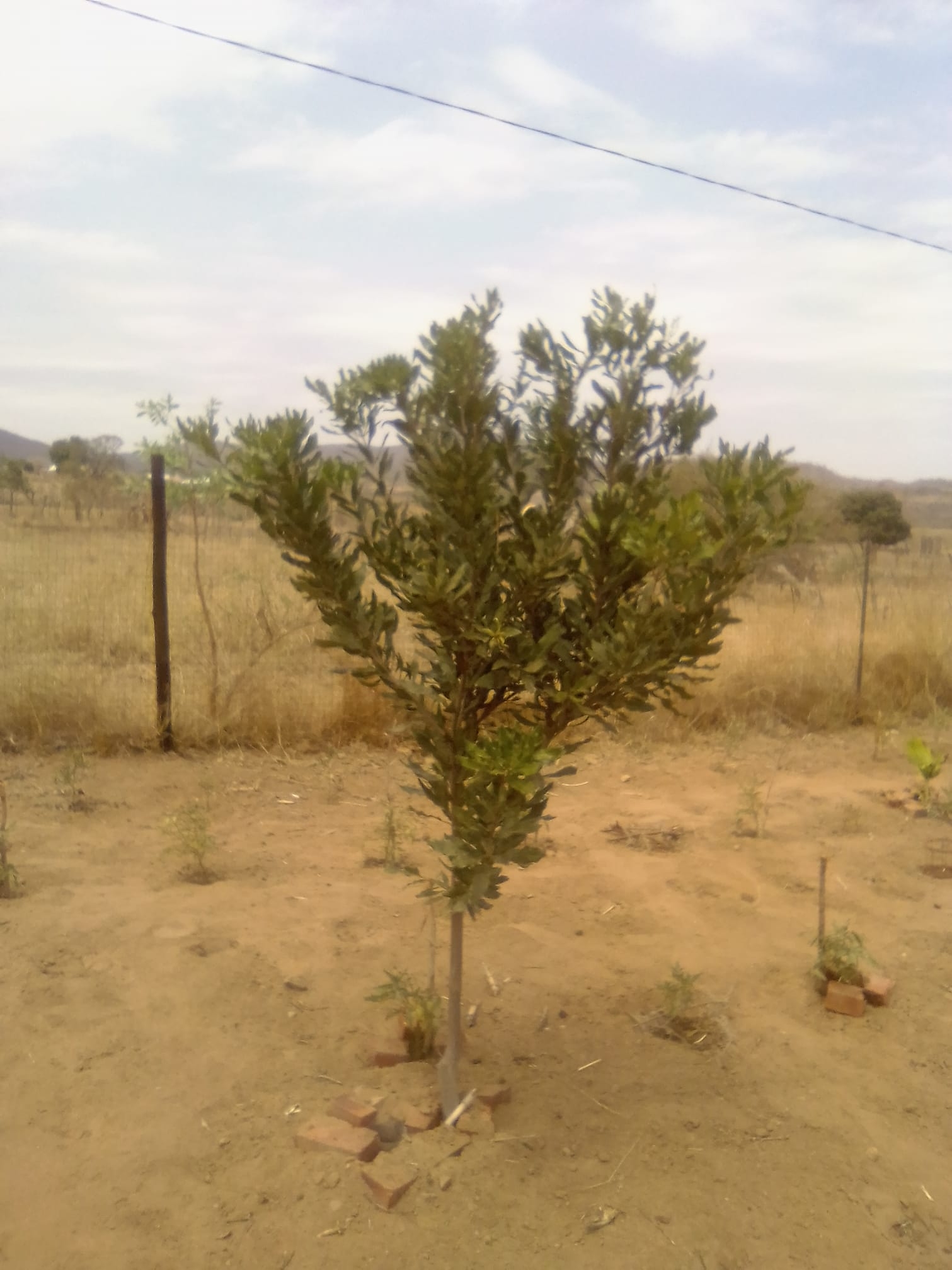 Mapengo Mix Farming Agricultural Cooperative limited | Giyani