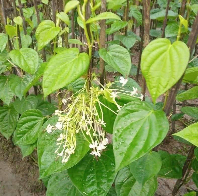 Dip Raj