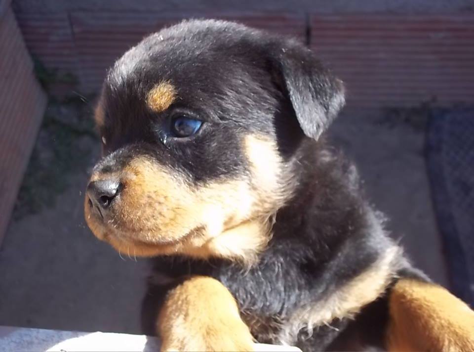 Rottweiler Max | Santa Fe