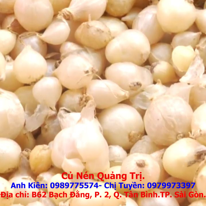 Củ Nén Quảng Trị | Ho Chi Minh City