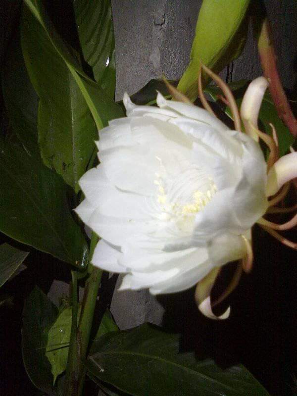ami-gani