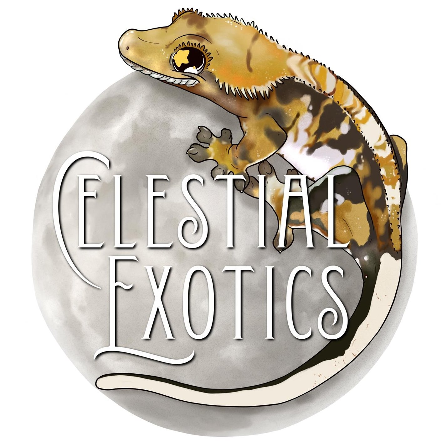 CLA Designs Exotics | Updated Care Sheet | Facebook