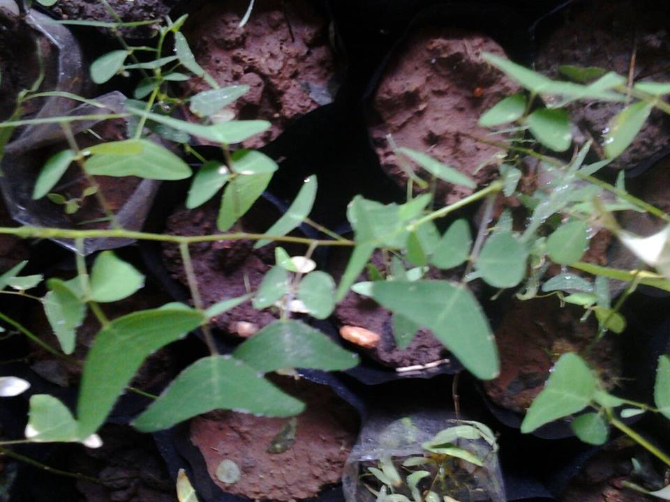 Daun Rerama - Butterfly Tea
