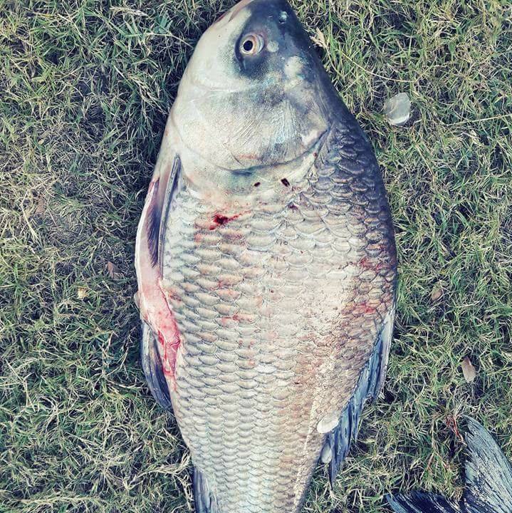 Ali fish wala