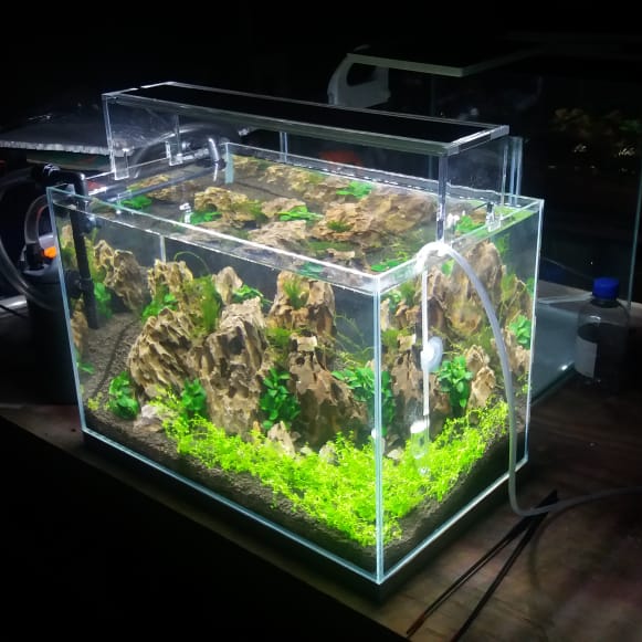 Let’s Build A NEW All-Natural Ram Breeding Tank! 🍂 #fishroom # ...