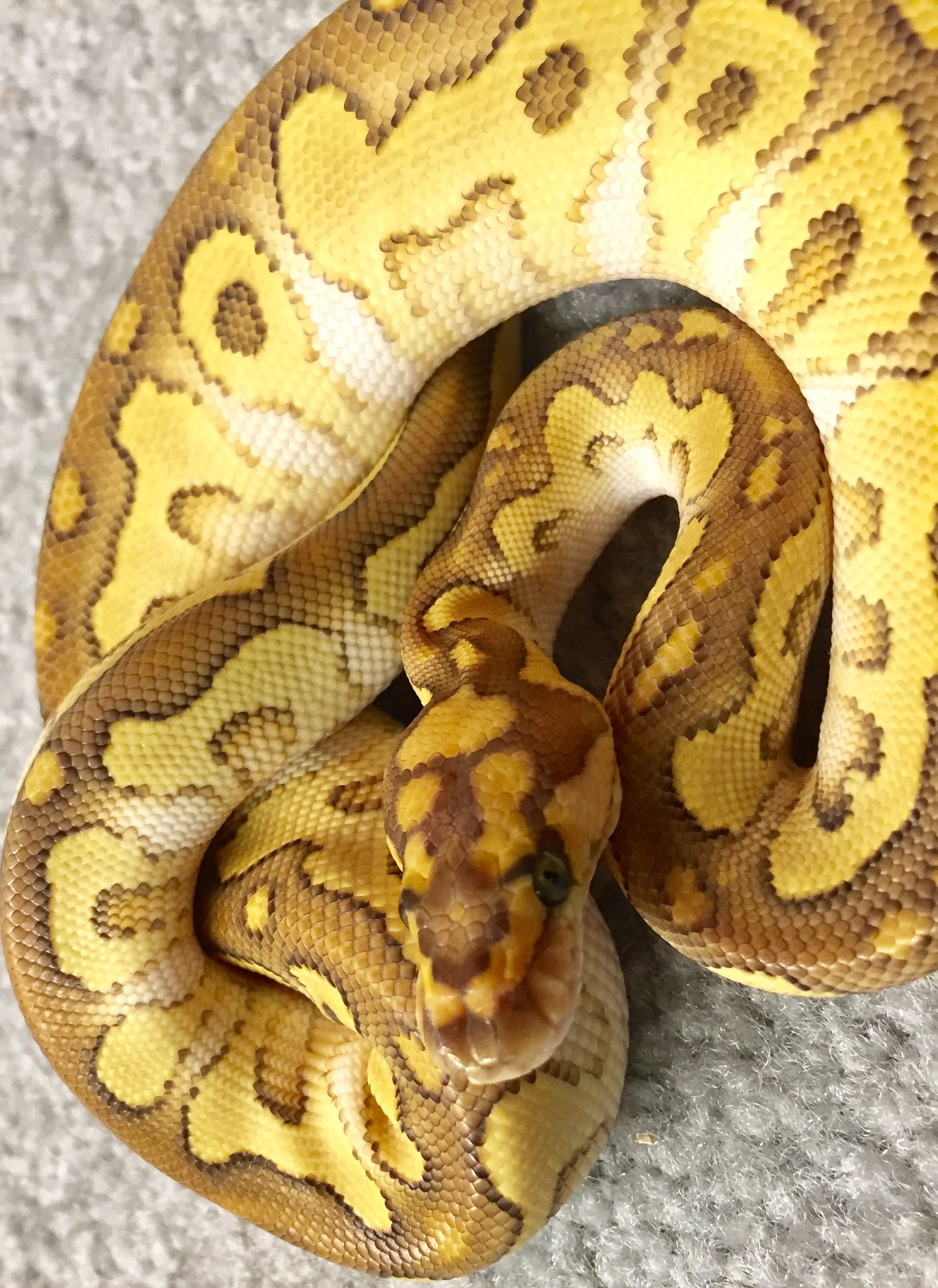 NJ Ball Pythons and other Critters