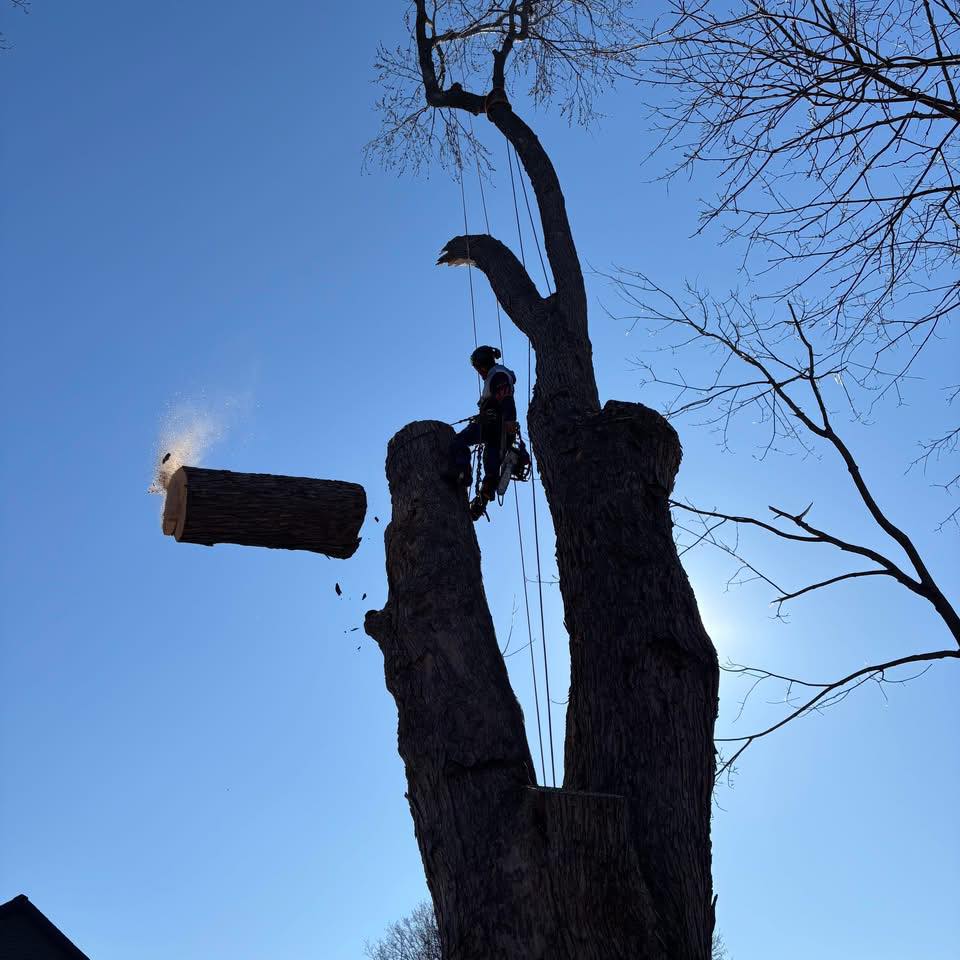 Pro Cut Tree Service | Kahnawake QC