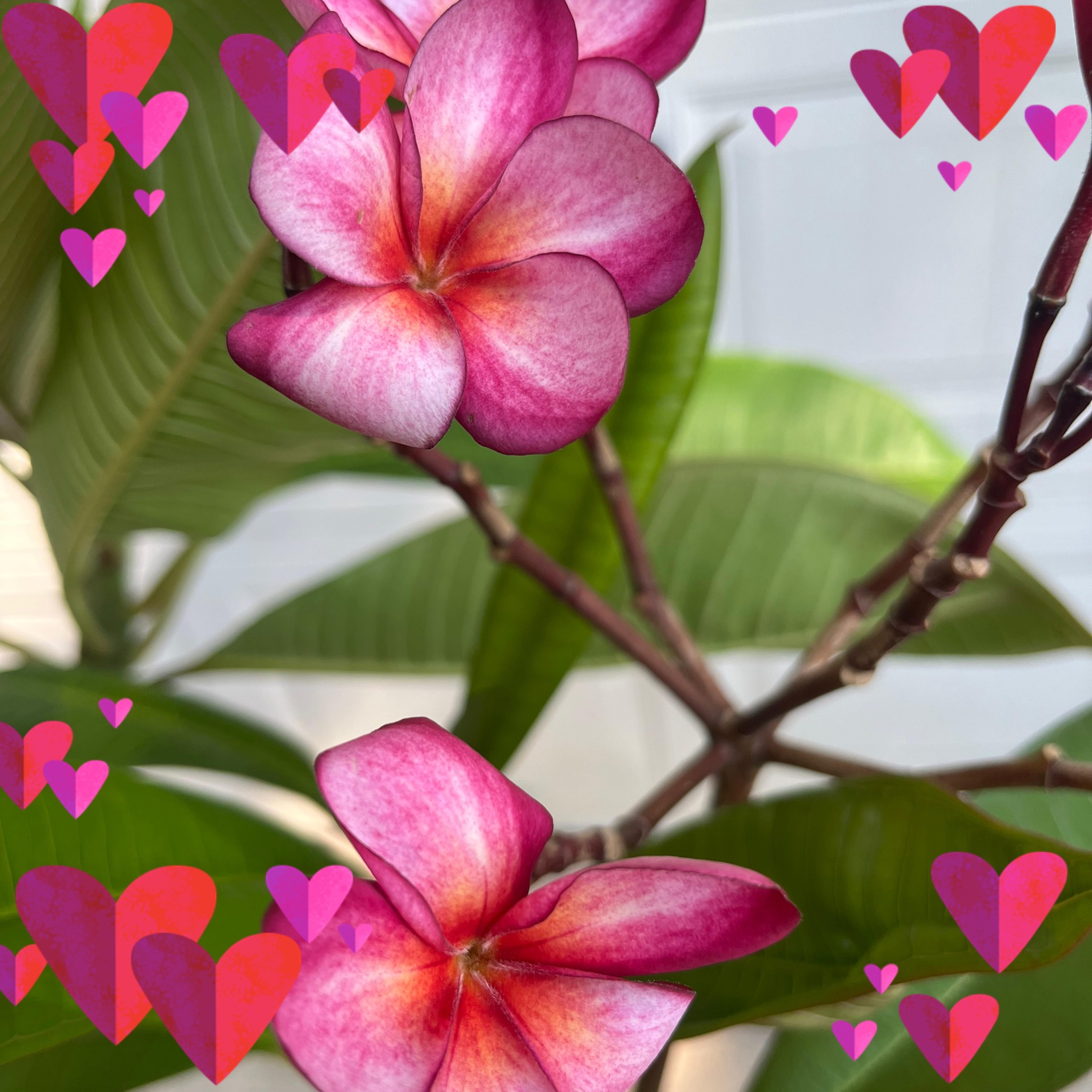 Plumeria | Any tips to make my frangipani bloom faster | Facebook