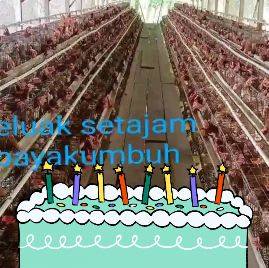monggo poelan gemuk cukup 1jt750 monggo 083124841555 | Ahmad