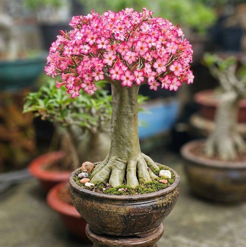 Adenium Taisoco Long Caudex.. Wa:085701196700 #flowers #desertrose # ...