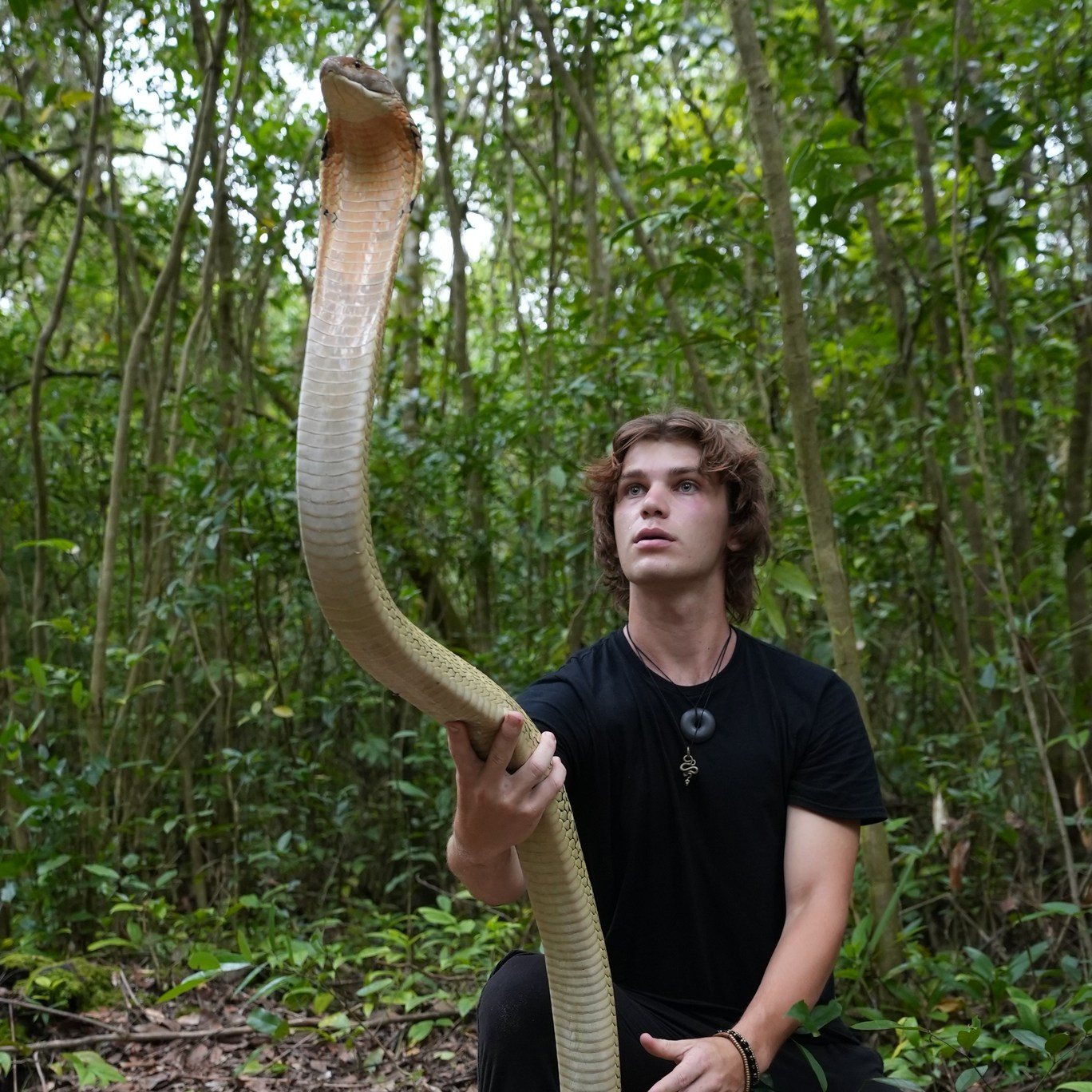 Australian Venomous Snakes List