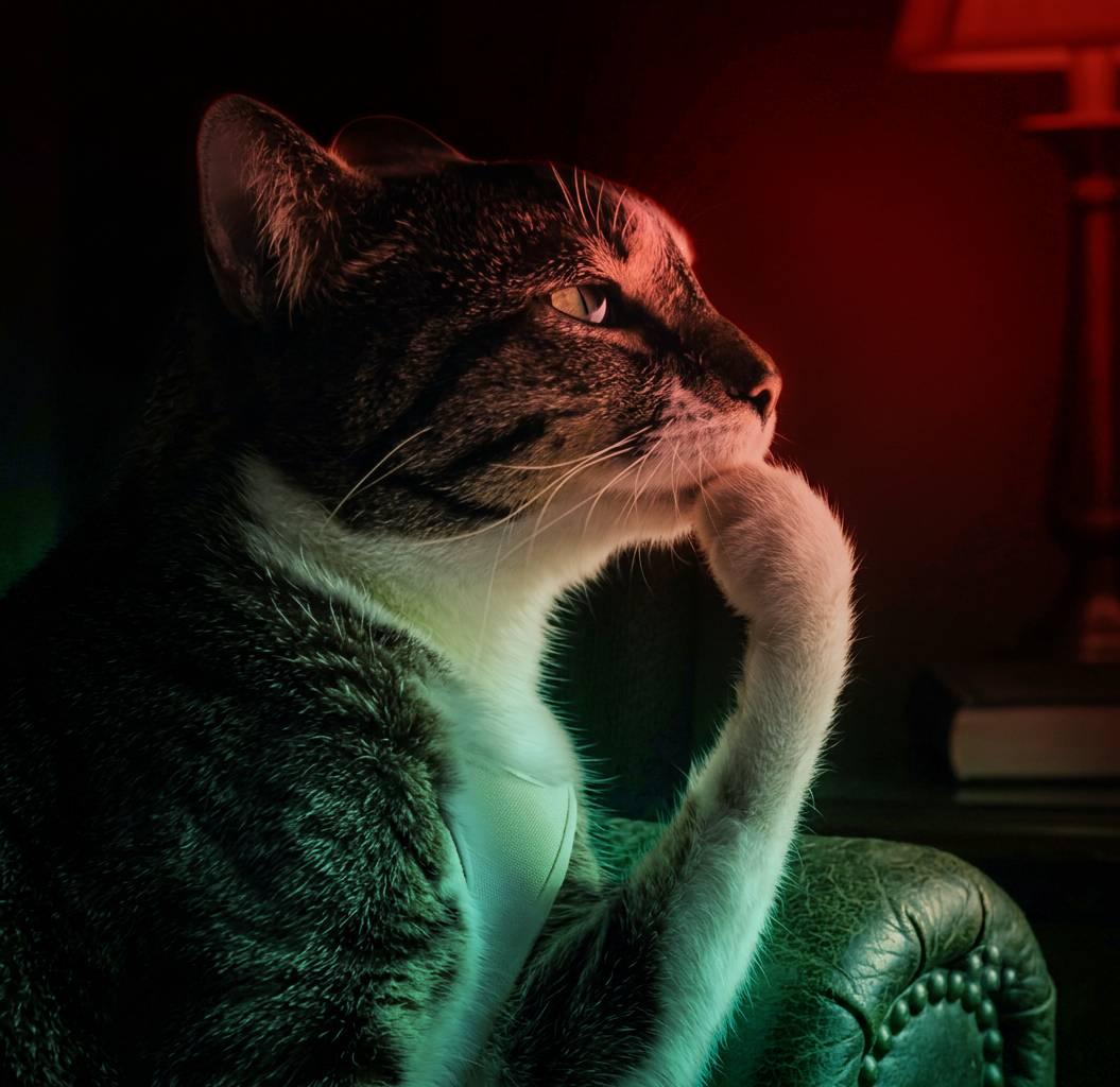 Python Projects Community | ranking databases | Facebook